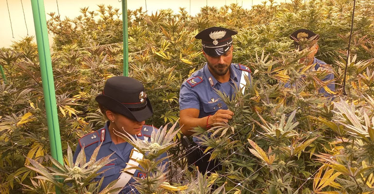 Le coltivazioni di marijuana scoperte dai carabinieri a Pomezia (2) 1-f