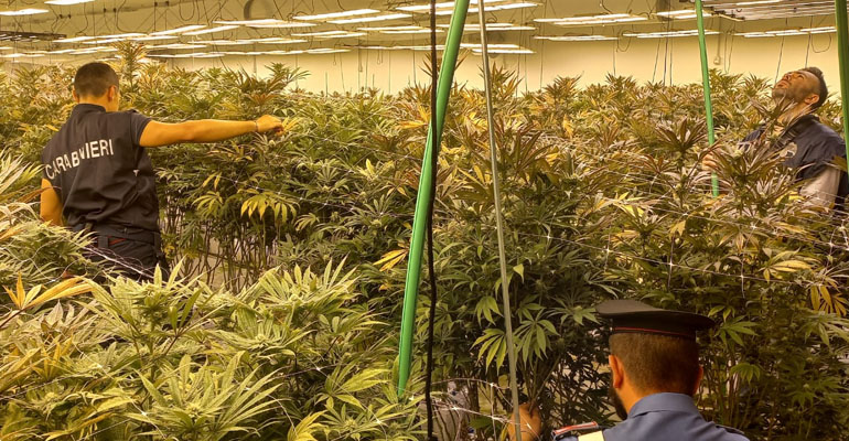 Le coltivazioni di marijuana scoperte dai carabinieri a Pomezia (3) 1-f
