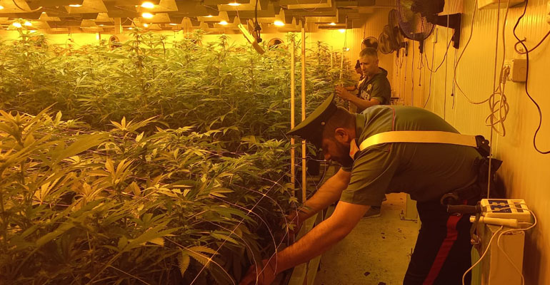 Le coltivazioni di marijuana scoperte dai carabinieri a Pomezia (4) 1-f