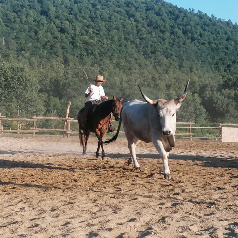 buttero contemporaneo 1 q