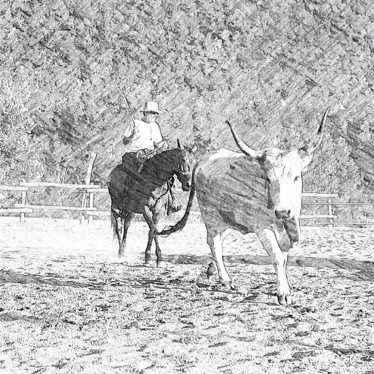 buttero contemporaneo 2 q