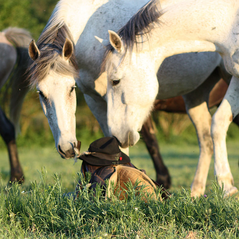 buttero contemporaneo 3q