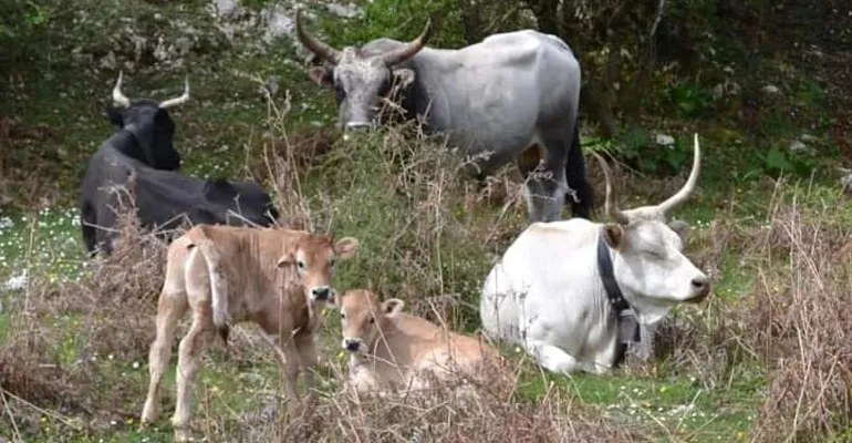 Carpineto_Romano-Trekking_inclusivo-3