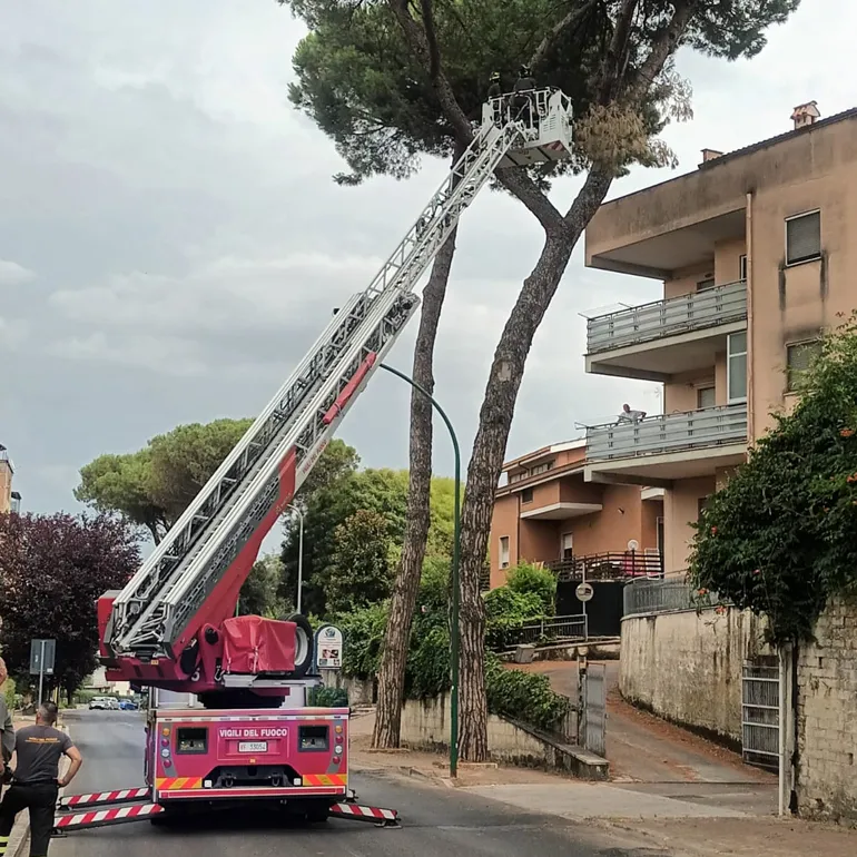 Colleferro-ramo_pericolante-Via_Latina-Vigili_del_Fuoco-Polizia_Locale-01