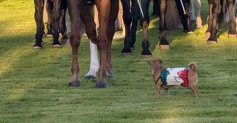 90_Collefderro-Carosello_Storico_Carabinieri_a_Cavallo-f-13