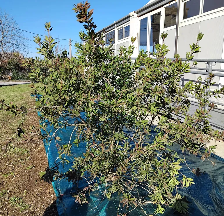 Colleferro-Festa-dell_albero-IVKm-2024-8