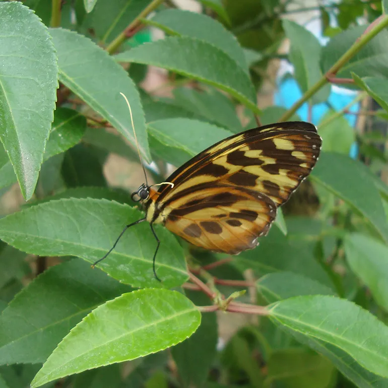 Colleferro-Inaugurazione-Parco_Fluviale-Casa-delle-Farfalle-q-29