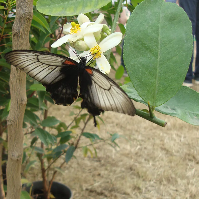 Colleferro-Inaugurazione-Parco_Fluviale-Casa-delle-Farfalle-q-31