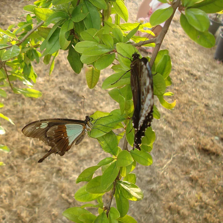 Colleferro-Inaugurazione-Parco_Fluviale-Casa-delle-Farfalle-q-32
