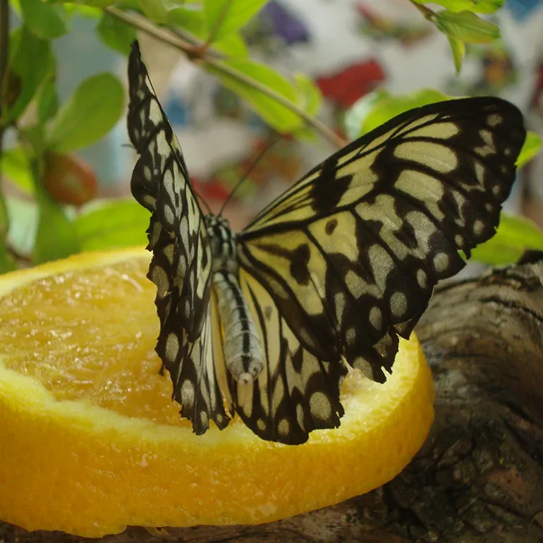 Colleferro-Inaugurazione-Parco_Fluviale-Casa-delle-Farfalle-q-34