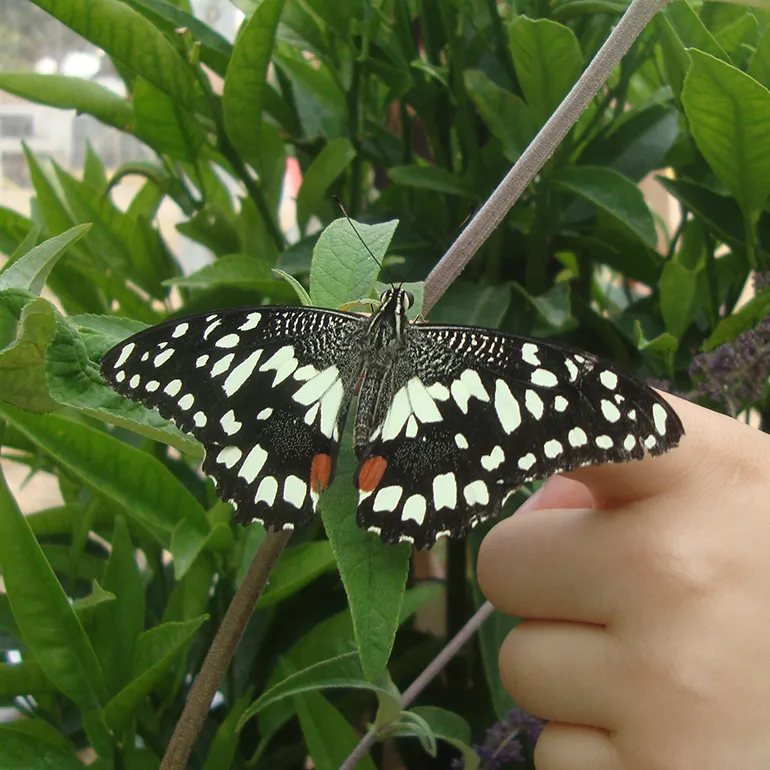 Colleferro-Inaugurazione-Parco_Fluviale-Casa-delle-Farfalle-q-35
