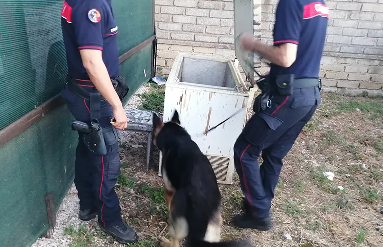 L’operazione dei Carabinieri di Velletri (1)