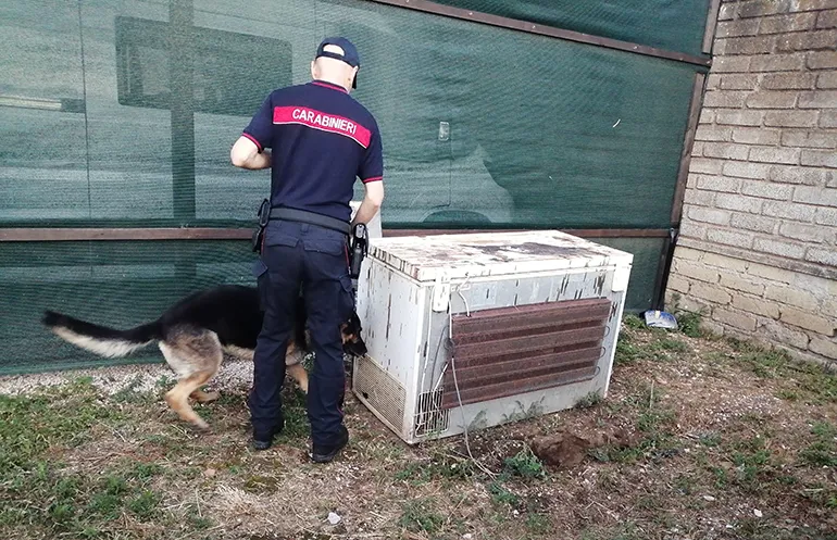 L’operazione dei Carabinieri di Velletri (2)