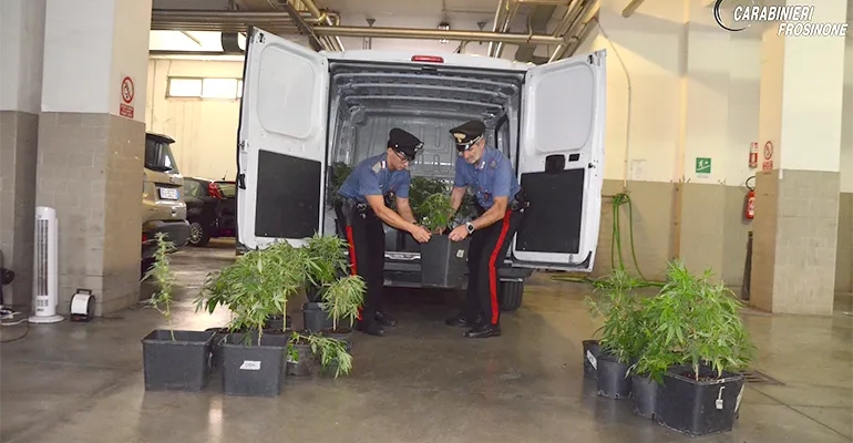 Carabinieri-PIANTE CANAPAwebp