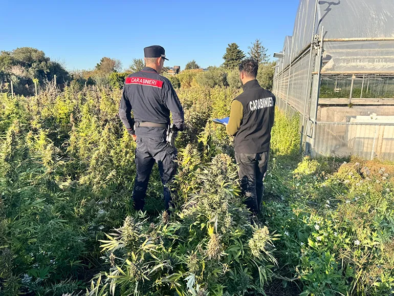 CASTEL GANDOLFO – La droga sequestrata dai Carabinieri di Castel Gandolfo (4)
