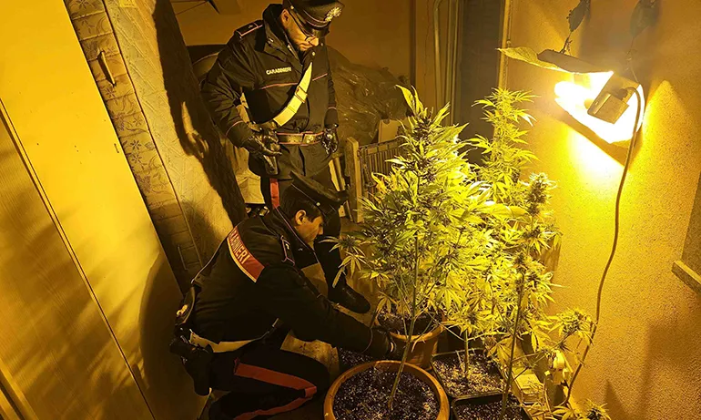 CASSIA – Le piante sequestrate dai Carabinieri (1)