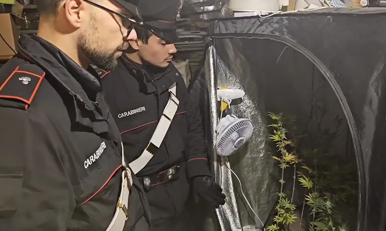 CASSIA – Le piante sequestrate dai Carabinieri (4)