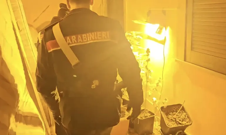 CASSIA – Le piante sequestrate dai Carabinieri (5)
